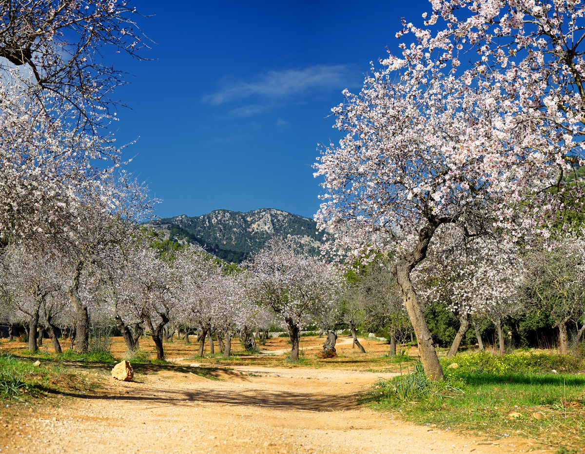 Eine Wanderung eignet sich am Besten, um die Mandelbäume während de Mandelblüte im nächsten Urlaub zu bestaunen